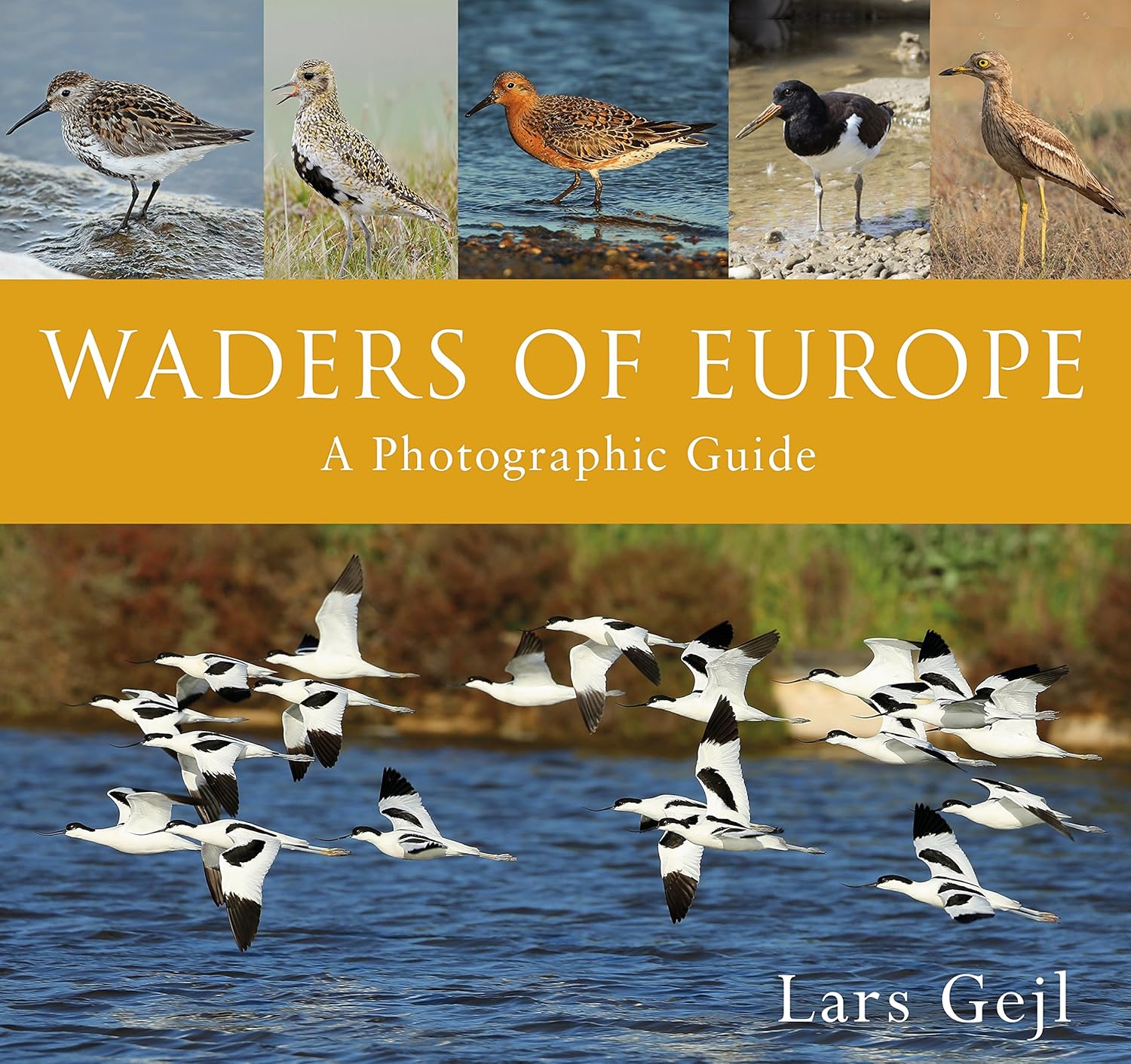 Buy Waders of Europe (English, Hardcover, Lars Gejl) Online at Best Price - BookBajar