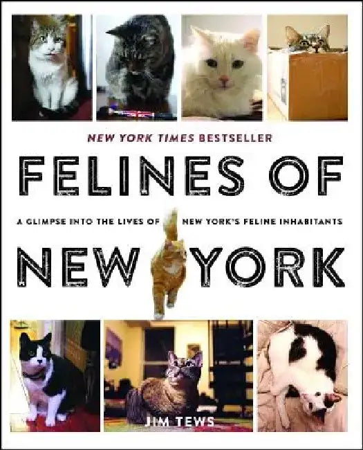 Buy Felines of New York (English, Jim Tews) Online at Best Price - BookBajar